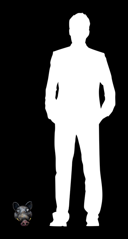 MODULAE MTM.2019.0184.0362